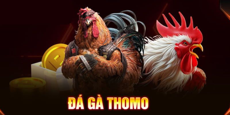 đá gà thomo mu88